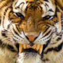 Porn photo champawattigress:  My absolute fave thing