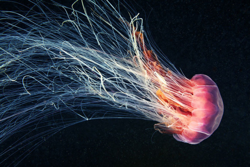 asylum-art:The Alien Beauty Of Jellyfish In Alexander Semenov ’s New PhotosRussian marine biologist 