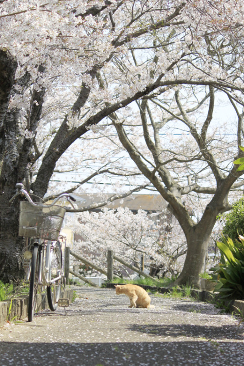 tsukuba36:お花見「つくば市北条」2014.4.4満開の桜の中、近所の猫さんも気持ち良さそうにお花見していました♪