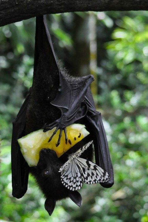 wtxch:A bat and butterfly share a piece of fruit.by Alejandro Moreno