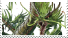 young forest dragon