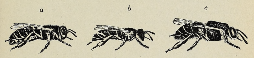 nemfrog:  Honey bee - a) queen, b) worker,