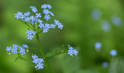 Blooms-And-Shrooms:   	Flower Set 2 By Liangyi11361     