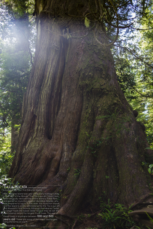 Big Tree Trail - Meares Island, British Columbia, Canadahttp://julienlauzon.tumblr.com