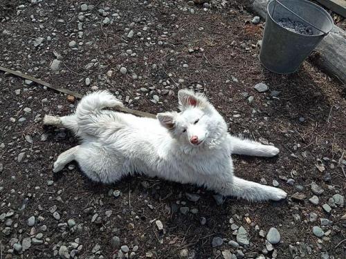 Translation is: “Altai Breeder Natalia Diaghilev showed us her nenetz huskies” [Nenets laika]“Natali