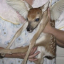 fawnyun