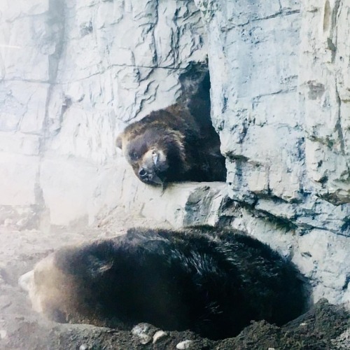 Grizzly #bear girls Betty and Veronica sleep off the #heatwave in their shady cave at the #centralpa