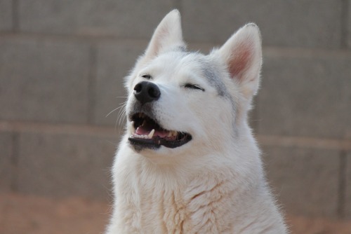 6woofs: 6woofs: We’re basking in the cool temperatures right now! It’s in the 90s in AZ 