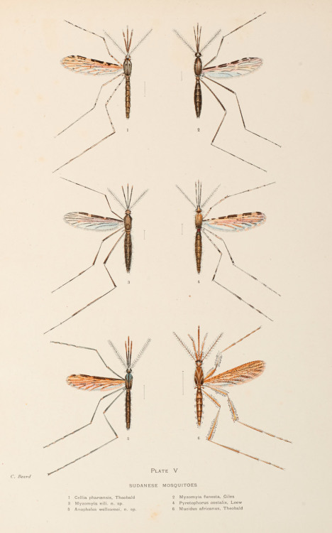 Sudanese mosquitos.Illustration from a report on malaria in Sudan, printed by Henry Wellcome in 1904