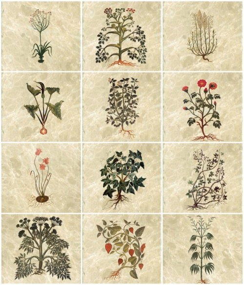 indigodreams:12 Medicinal herbs from an illustrated early middle ages translation Vienna Dioscorides