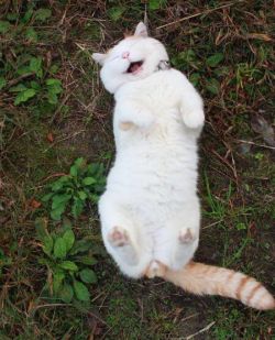 babyanimalgifs:my new goal in life is to be as happy as this cat