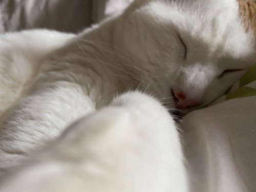 小見山沙空さんのツイート: 昨日オールした猫 #猫のいる幸せ #猫がオールはアカン #寝るのが仕事やもん t.co/FbsvTG4NFQ
