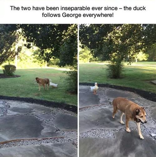 shadowkat678: galahadwilder:  catchymemes: This dog was depressed for 2 years after his best friend 