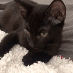 gif of a black kitten blepping repeatedly