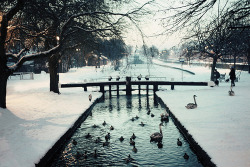 nuttto:  (by Ailbhe O’Donnell) 