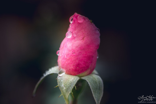 Bud to blossom | Descanso Gardens Series | La Cañada Flintridge, CAInstagram