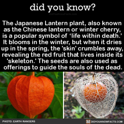 did-you-kno:  The Japanese Lantern plant, also known as the Chinese lantern or winter cherry, is a popular symbol of ‘life within death.’ It blooms in the winter, but when it dries up in the spring, the ‘skin’ crumbles away, revealing the red