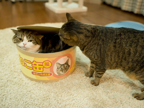 cybergata:“What is this?  Hum must be something for Maru to climb into.”  AND “something for Hana to