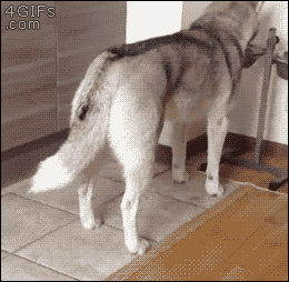 awwww-cute:  And you shall feel my wrath (Source: http://ift.tt/2DvXfCo)