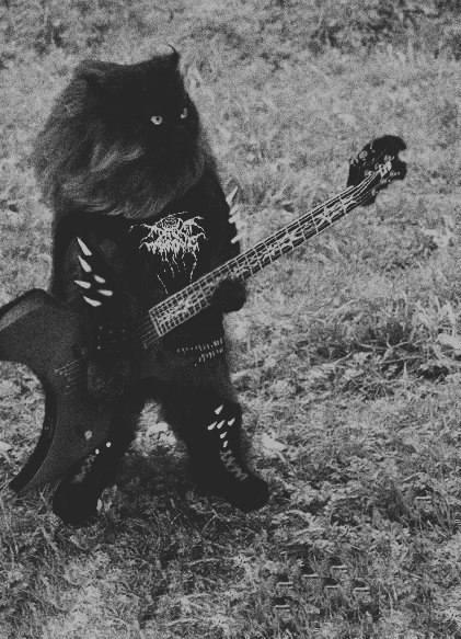 lady-love-guts:  deadnightwargasm:  Those Kitties of Metal.  I can’t even, I died.