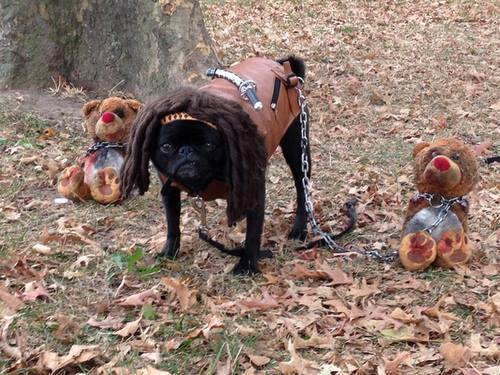 hivelocitykiss:  theghostofcodex-wan:  brokenxrecord:  animals-eating-cake:  Michonne pug. I cannot even…  omfg are you kidding my right now i’m dying  this might be the best thing i have ever seen   This IS the best thing.