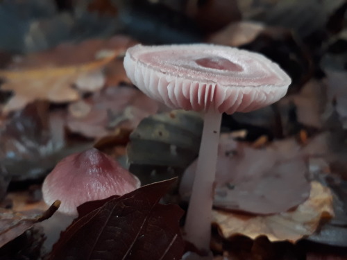 Epping forest, London, UK, October 2020Rosy bonnet (Mycena rosea)These lovely little mushrooms are a