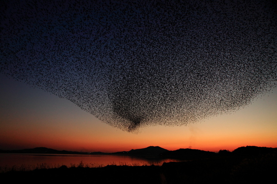 somsomko:  Baikal Teal South Korea (by Jaehak Rho) 