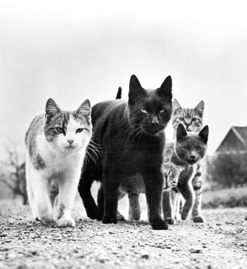 itscolossal:  Hundreds of Timeless Feline Photos by Walter Chandoha Are Compiled Into a New Book