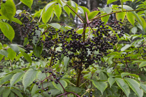                                 Elderberries!I was out riding my bike when I came across these elder