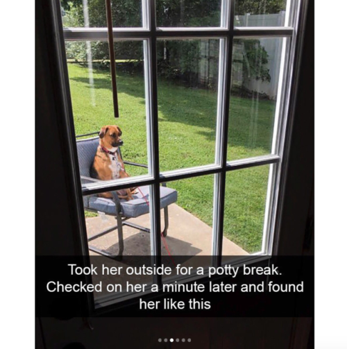 babyanimalgifs: Cute dog snapchats that will make your day better