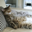 hemligkatt