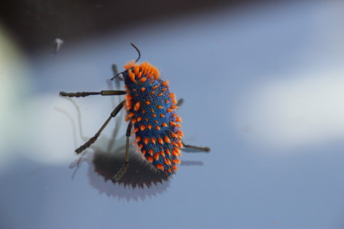 onenicebugperday:Brush jewel beetle, Julodis viridipes, BuprestidaeFound in South AfricaPhotos 1-2