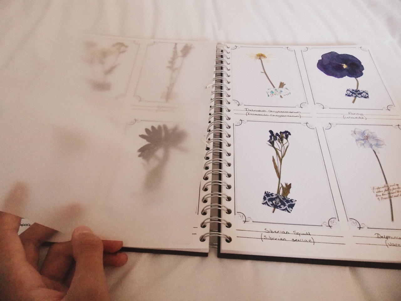 archiesart:  pressed flowers by archie &amp; anna  