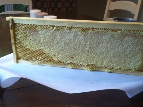 blanketflowerbees: The bees made the most wonderful golden honey