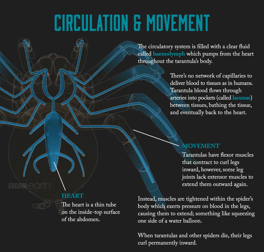 adorablespiders: all-thats-interesting:  Tarantulas: The Giants Of The Spider World