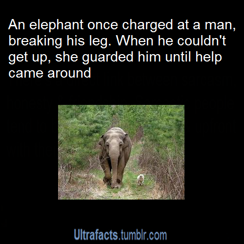 ultrafacts:
“meauxlala:
“ ultrafacts:
“ Source
For more posts like this, follow Ultrafacts
”
“Haha sucker got you good and…oh OH MY GOD! I didn’t mean to hurt you! Come here bby, come here shhhhh. Mama protect you” ”
Fun fact: Elephants are also...