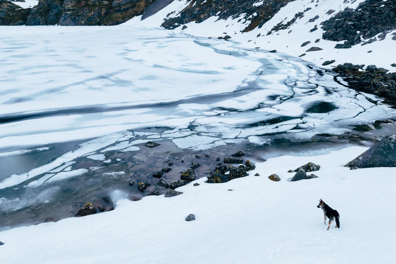 heyimchandler:  Coleman, Tikka, and Brad at Hatchers Pass.