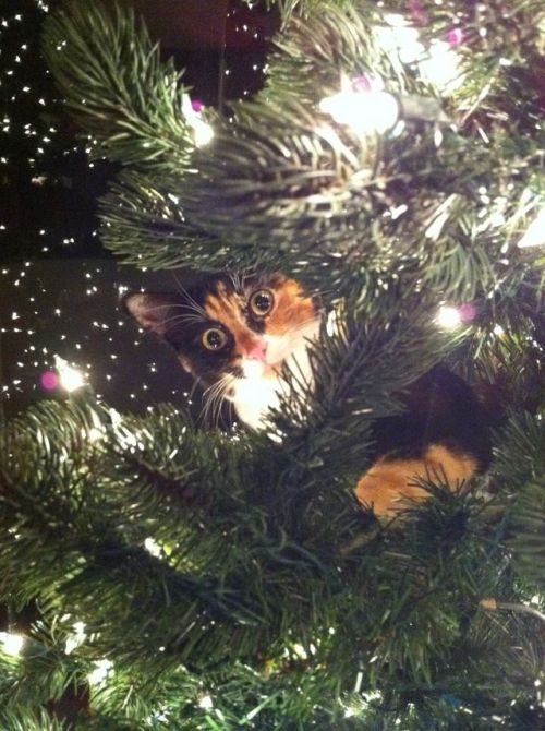 catsbeaversandducks:  “Wreck the tree and blame the doggie… Fa la la la la la la la laaaa!…” Photos via >^..^< in a Christmas Tree 
