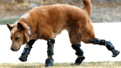 thefingerfuckingfemalefury:   Naki’o lost all four of his feet to frostbite when he was abandoned as a puppy in a foreclosed home. Now has 4 prosthetic legs and is able to run around happily at his home in Colorado Springs, Colorado.  Awwwwwwwww SO