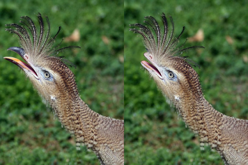 bunjywunjy: poondragoon: astin-the-silent: seyrinn: Sometimes I photoshop birds as a dinosaurs for f