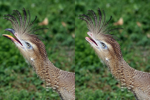 bunjywunjy:poondragoon:astin-the-silent:seyrinn:Sometimes I photoshop birds as a dinosaurs for fun.F