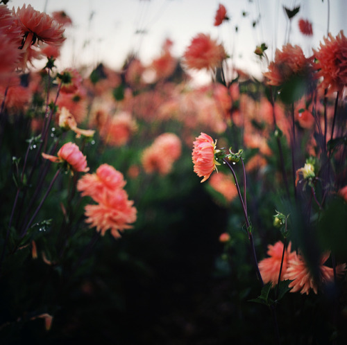 drxgonfly: Summer’s Blooms (by Danielle Nelson)