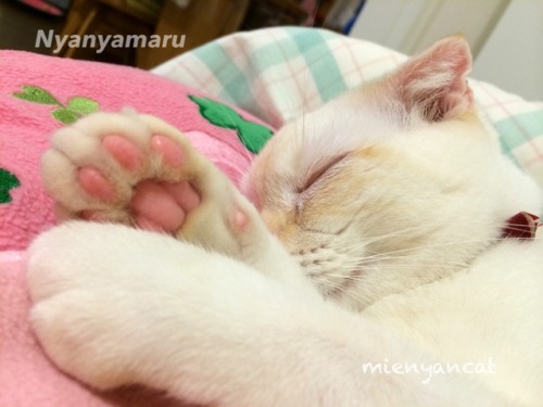 pippico にゃにゃまる nyanyamaru ねこ cat 猫写真 