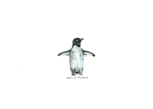 Miniature Zoo (365 Days of Animals)“Adélie Penguin: 02.01.17″www.echopictura.com