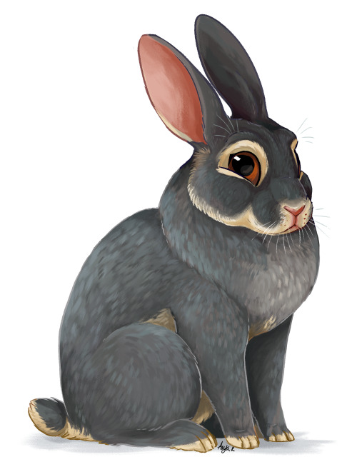 despazito:rabbit pet portrait! thought it would be cool to make a process gif for this one