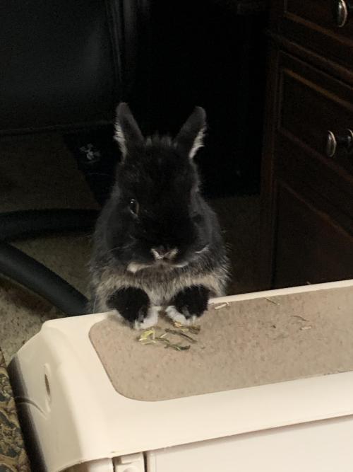 rabbitsoverload:Ummm…where is the banana? I was promised banana.