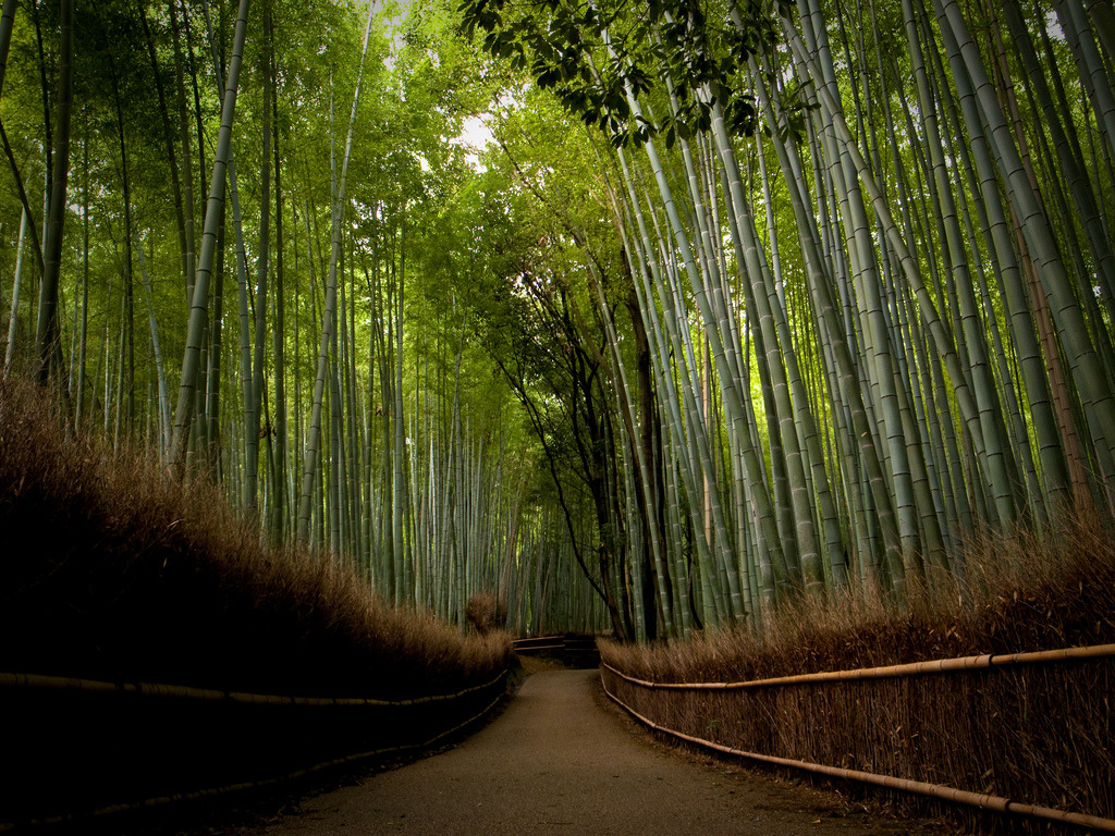 papalagiblog:  Temples in Kyoto. Images by Flickr user Marservia http://landscapefocused.tumblr.com