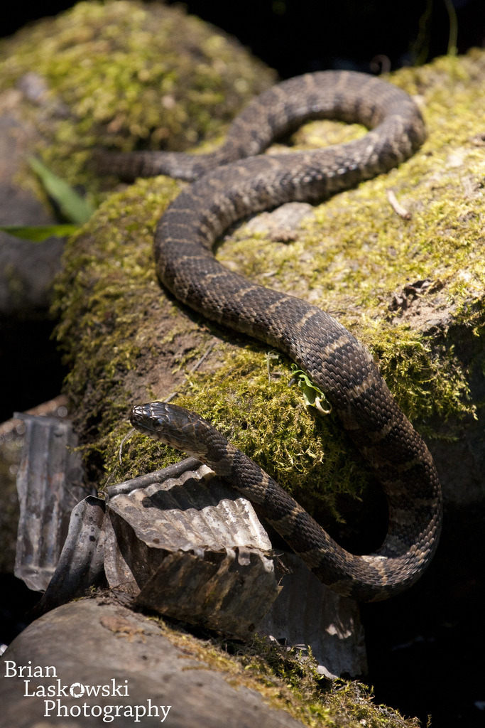 Northern Water Snake
Just had this little guy featured on the Michigan in Pictures Blog
Nice little feature head on over and check it out.