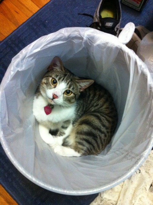 catsbeaversandducks:10 Cats That Woke Up Feeling Like Garbage “Look I just want to be alone for a wh