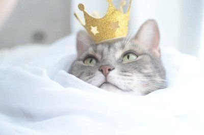 justcatposts: this is important